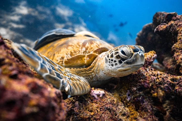 Private Guided Snorkel at Santa Maria and Chileno Bay, Los Cabos, photo 3