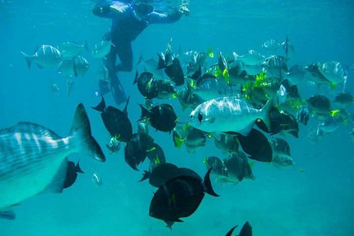 Guided Snorkel at Santa Maria and Chileno Bay Los Cabos, photo 2