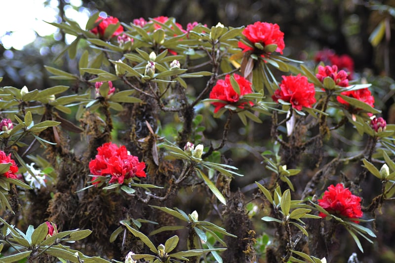 Doi Inthanon Sunrise Hike, photo 3