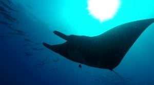 Snorkelling at Caño Island in Drake Bay, photo 5
