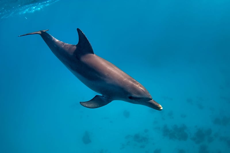 Sataya Reef Dolphin House Marsa Alam Snorkelling Tour, photo 2
