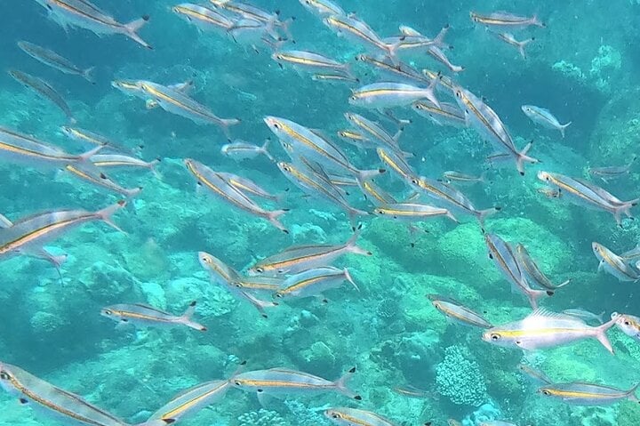 Scuba Diving in Trincomalee: Three Hour Guided Dive with Photos, photo 3