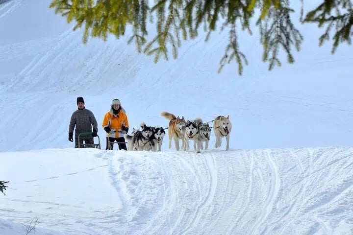 Full Dog Sled Ride with Transfer from Kraków, photo 2
