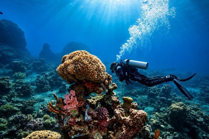Diving and Snorkelling Boat Trip in Ras Mohammed and White Island, photo 3