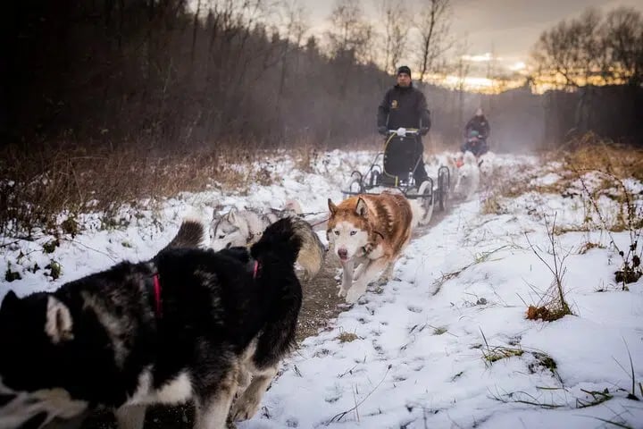 Full Dog Sled Ride with Transfer from Kraków, photo 4