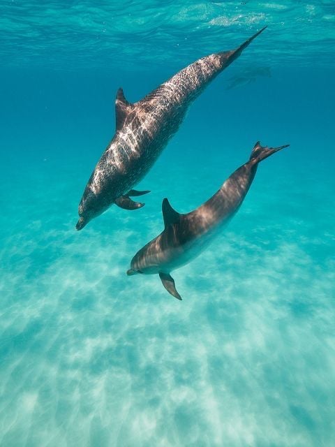 Premium VIP Dolphin House Snorkeling Adventure & Lunch - Hurghada, photo 5