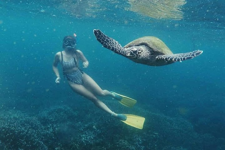 Snorkelling Safari in Mirissa: Dolphins and Marine Wildlife, photo 3