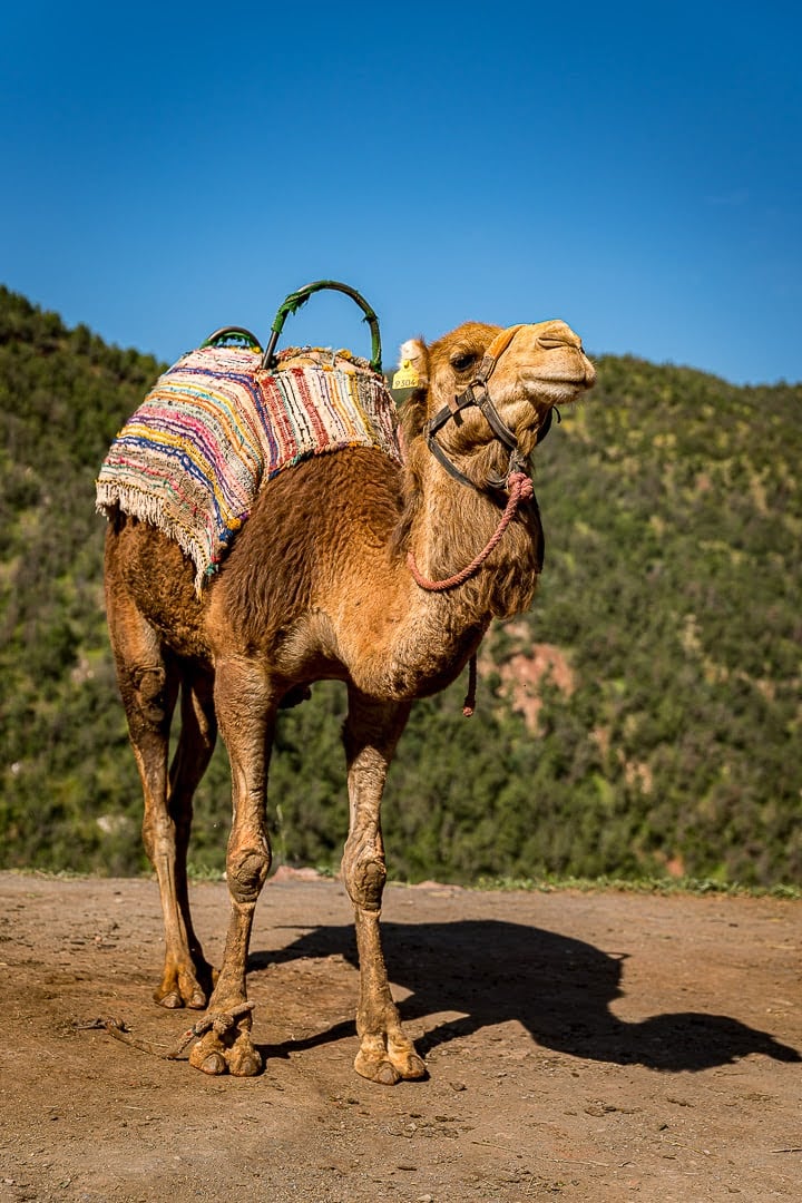 Ourika Valley Day Trip from Marrakech, photo 5