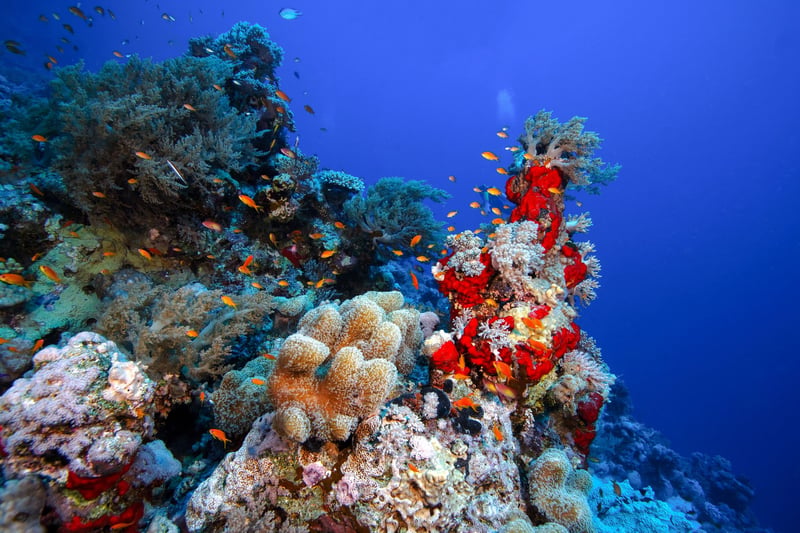 Ras Muhammed and White Island Snorkelling Tour Sharm El Sheikh, photo 3