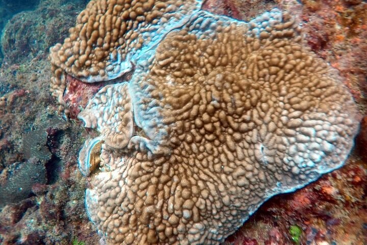 Scuba Diving in Kalpitiya: Guided Dive Experience, photo 3