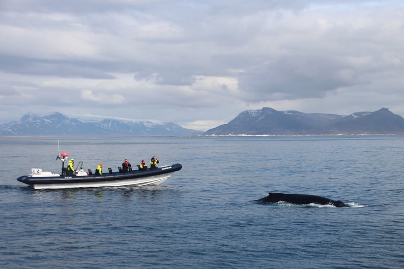 RIB Whale Expedition in Reykjavik, photo 2