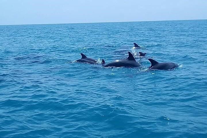 Mnemba Island Snorkel and Dolphin Tour in Zanzibar, photo 4