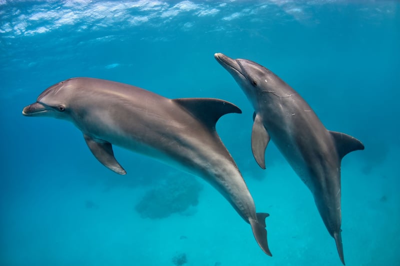 Dolphin House Snorkelling Boat Trip Hurghada, photo 2