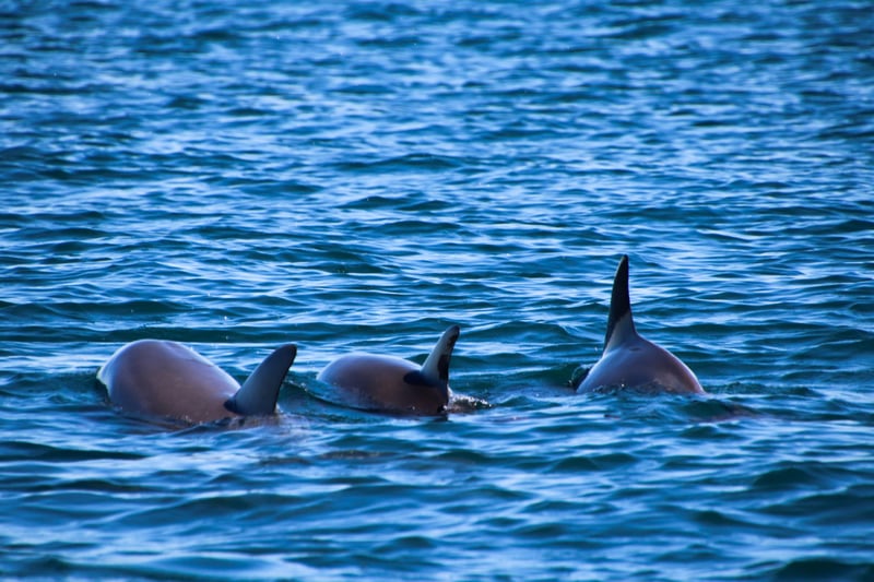 2-Hour Dolphin Watching Sail from Sotogrande, photo 5