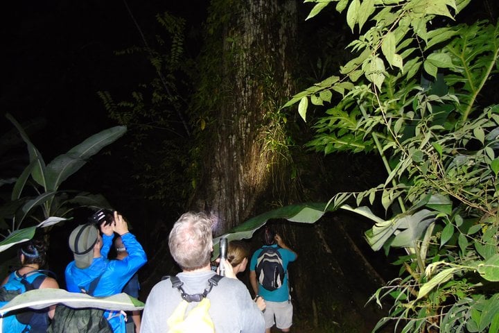 Night Wildlife Hike in Drake Bay, photo 2