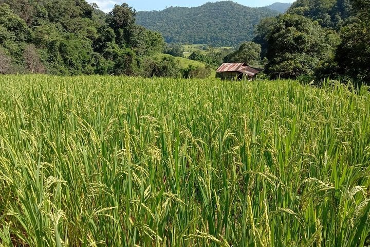 Morning Hiking at Doi Inthanon and Pha Chor Canyon, photo 4