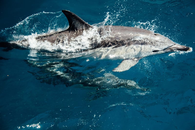 2-Hour Dolphin Watching Sail from Sotogrande, photo 2