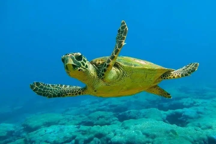 Kemer Scuba Diving and Snorkeling Trip, photo 2