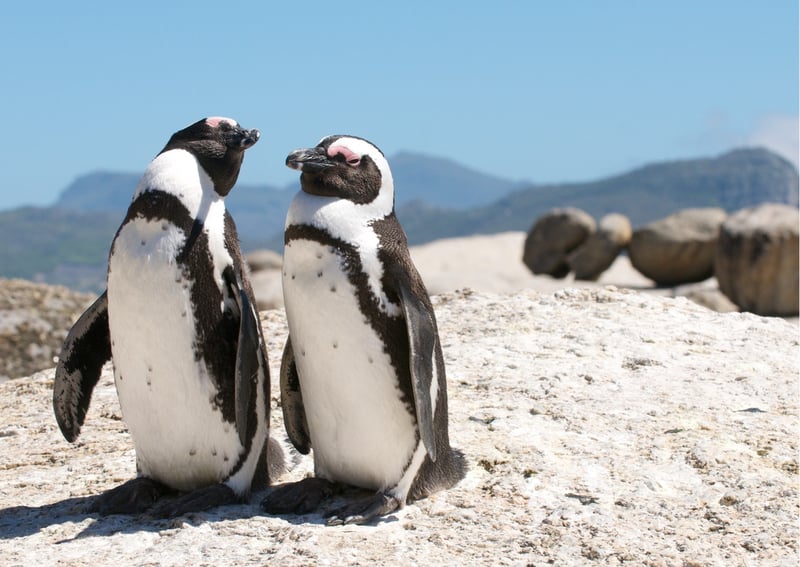 African Sea Forest Snorkel and Penguin Picnic in Cape Town, photo 3