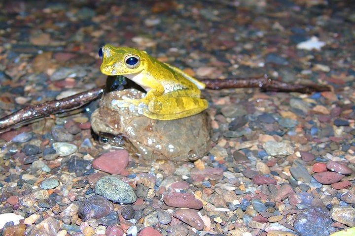 Night Wildlife Hike in Drake Bay, photo 3