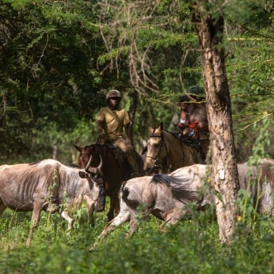 Wildlife Horseback Riding near Arusha, photo 5