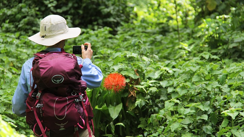 10 Day Kilimanjaro Climb via the Lemosho Route, photo 3