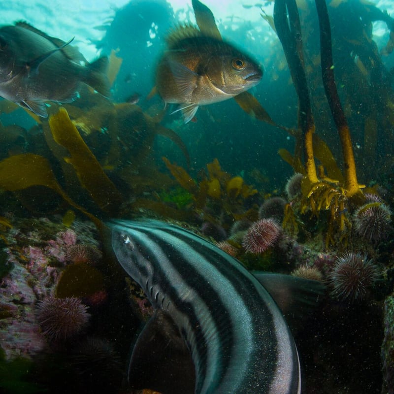 African Sea Forest Snorkel and Penguin Picnic in Cape Town, photo 5
