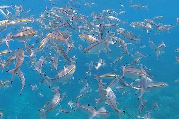 Scuba Diving in Trincomalee: Three Hour Guided Dive with Photos, photo 4