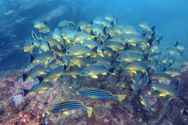 Small Group Snorkelling in Hikkaduwa: Guided Reef Tour, photo 4