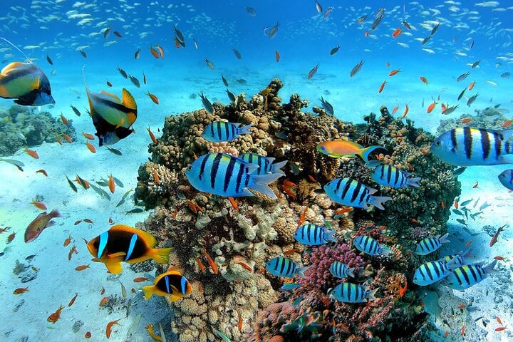 Snorkelling in Trincomalee: Guided Reef and Coastal Tour, photo 3