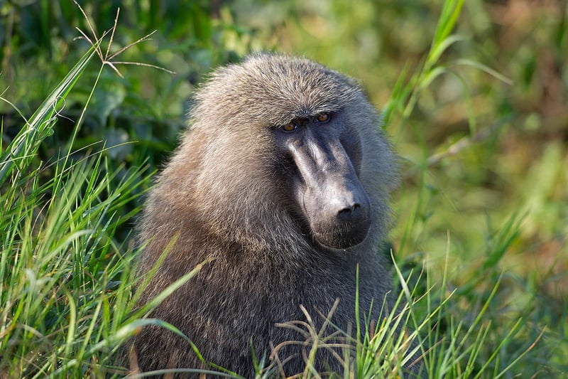 8 Days – Uganda Gorilla Safari & Chimpanzee Trekking, photo 5