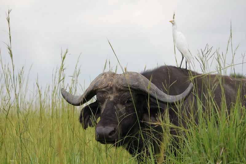 10-Days Wildebeast Migration Safari Maasai Mara and Serengeti, photo 5
