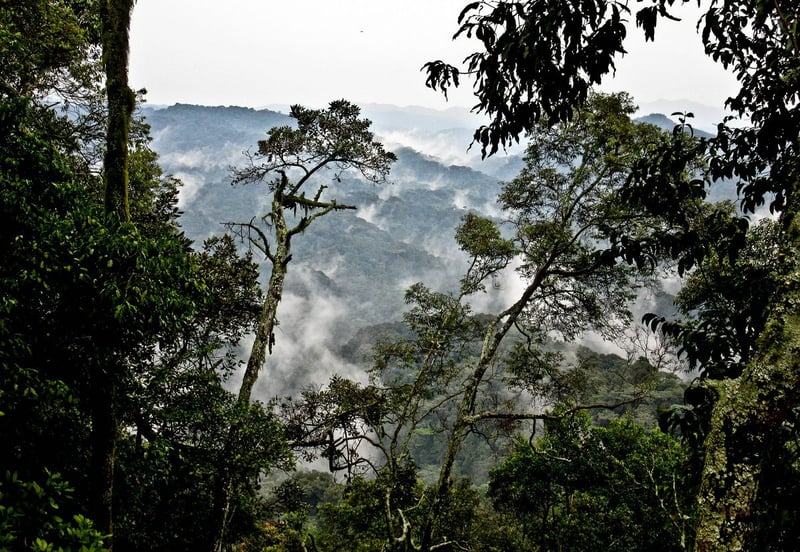 8 Days – Uganda Gorilla Safari & Chimpanzee Trekking, photo 2