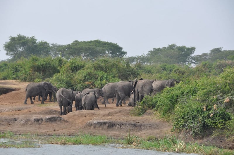 8 Days – Uganda Gorilla Safari & Chimpanzee Trekking, photo 4