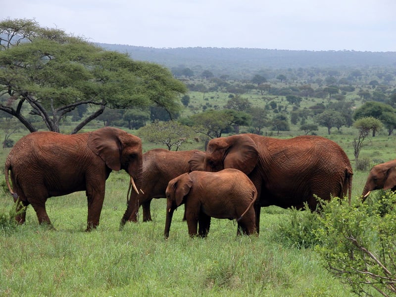 10-Days: Mt. Kilimanjaro Short Trek: Wildlife Safari & Cultural Tour, photo 2