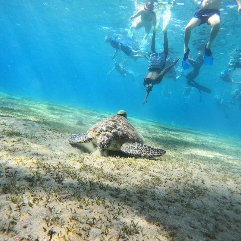 Premium Abu Dabbab Elite Turtle House & Snorkeling - Hurghada, photo 5