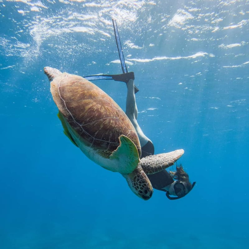 Premium Abu Dabbab Elite Turtle House & Snorkeling - Hurghada, photo 2