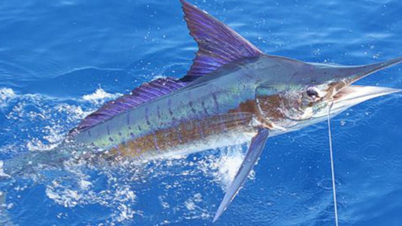 Half Day Fishing Tour in Zanzibar, photo 4