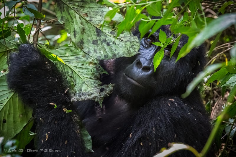 8 Days – Uganda Gorilla Safari & Chimpanzee Trekking, photo 3