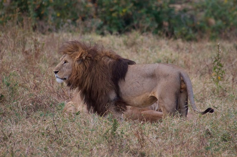 10-Days: Mt. Kilimanjaro Short Trek: Wildlife Safari & Cultural Tour, photo 4