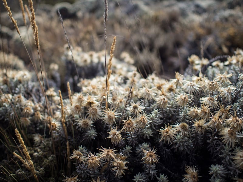 7-Day Kilimanjaro Climb via the Machame Route – “Whiskey Route” Adventure, photo 3