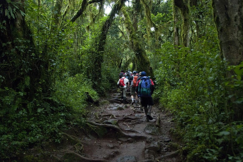 6 Days – Kilimanjaro Climbing – Umbwe Route, photo 4