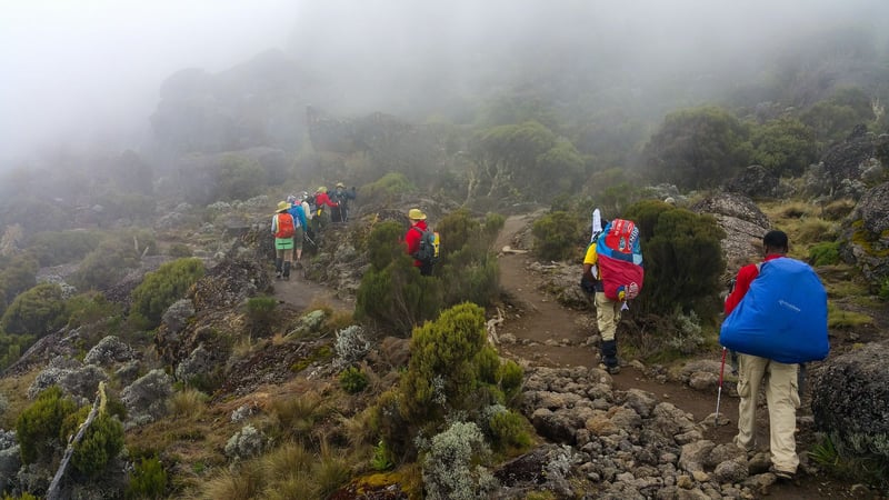 Day Trip to Kilimanjaro Short Trek, photo 5