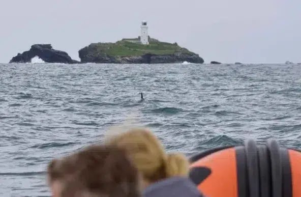 North Coast Boat Trip Experience from Hayle, Cornwall, photo 3