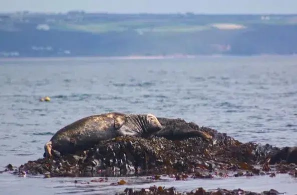 Mount’s Bay Boat Trip Experience in Penzance, Cornwall, photo 4