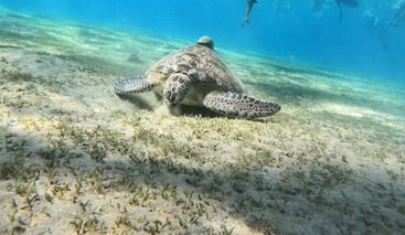 Premium Abu Dabbab Turtle Snorkelling Adventure from Hurghada, photo 2