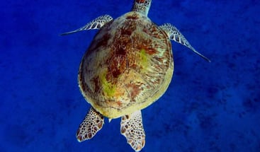 Premium Abu Dabbab Turtle Snorkelling Adventure from Hurghada, photo 3