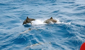 Premium Dolphin House Snorkelling Cruise with Lunch from Hurghada, photo 2
