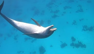 Premium Dolphin House Snorkelling Cruise with Lunch from Hurghada, photo 3