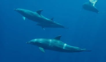 Premium Dolphin House Snorkelling Cruise with Lunch from Hurghada, photo 4